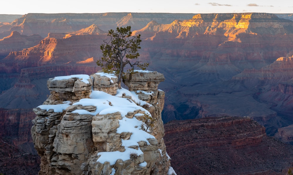 a lone tree on the edge of a cliff