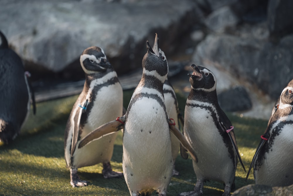 a group of penguins standing next to each other