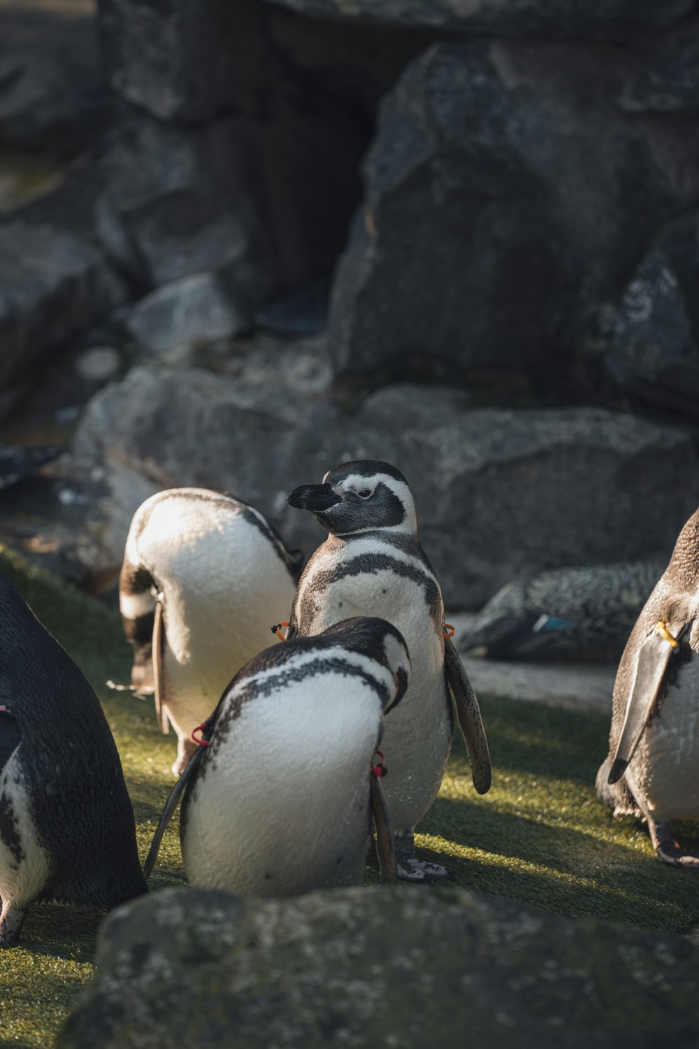 a group of penguins walking on the grass