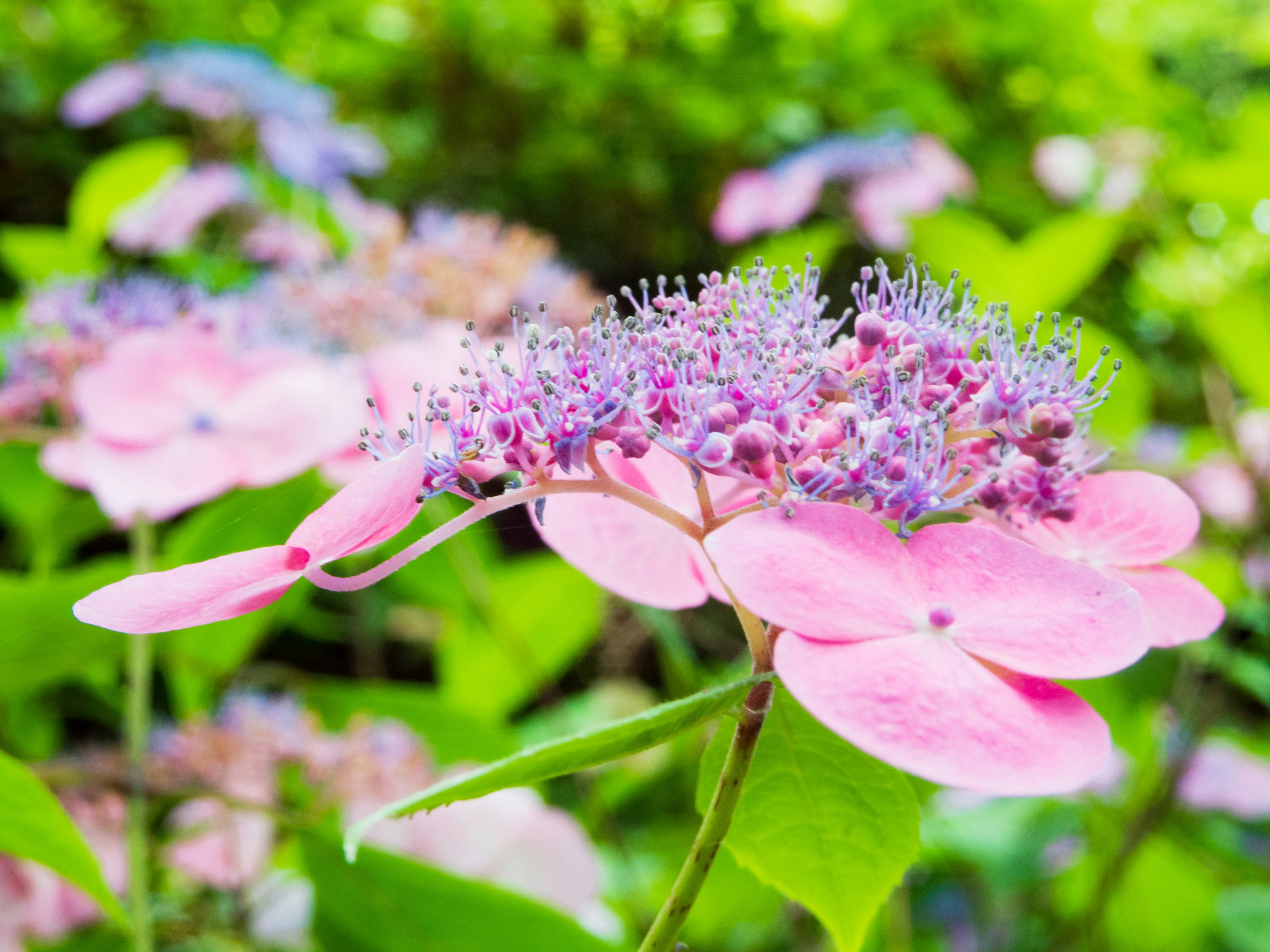 Photo by heppoko_yama