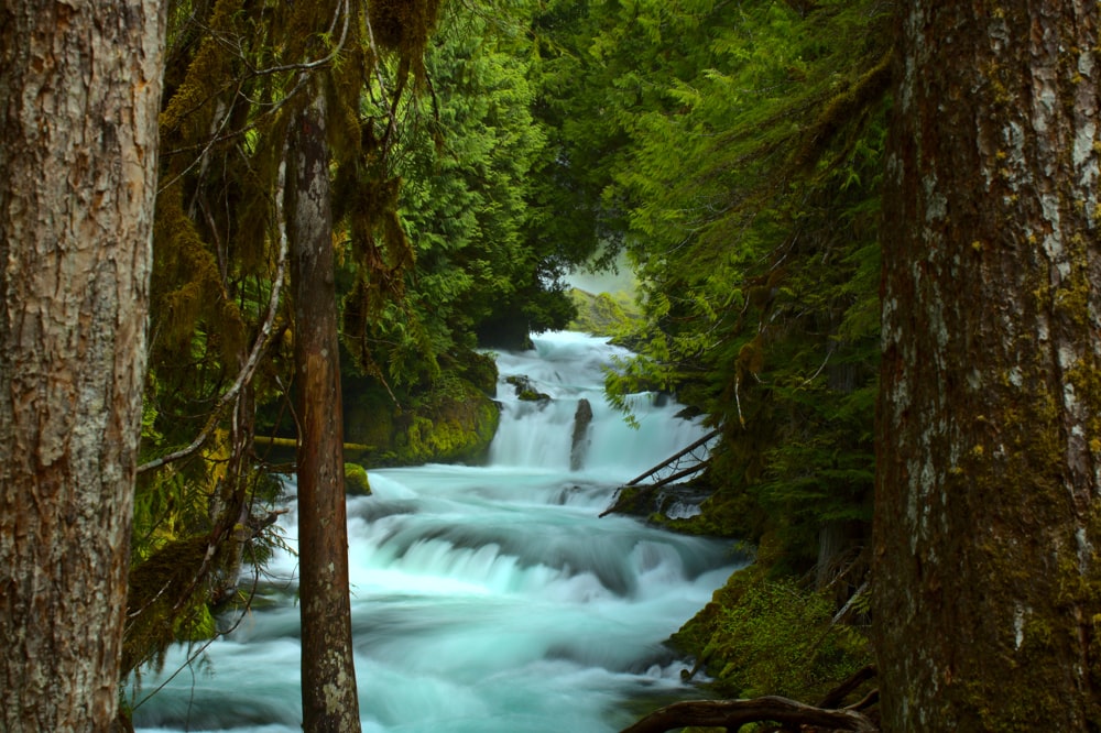 green trees beside river during daytime