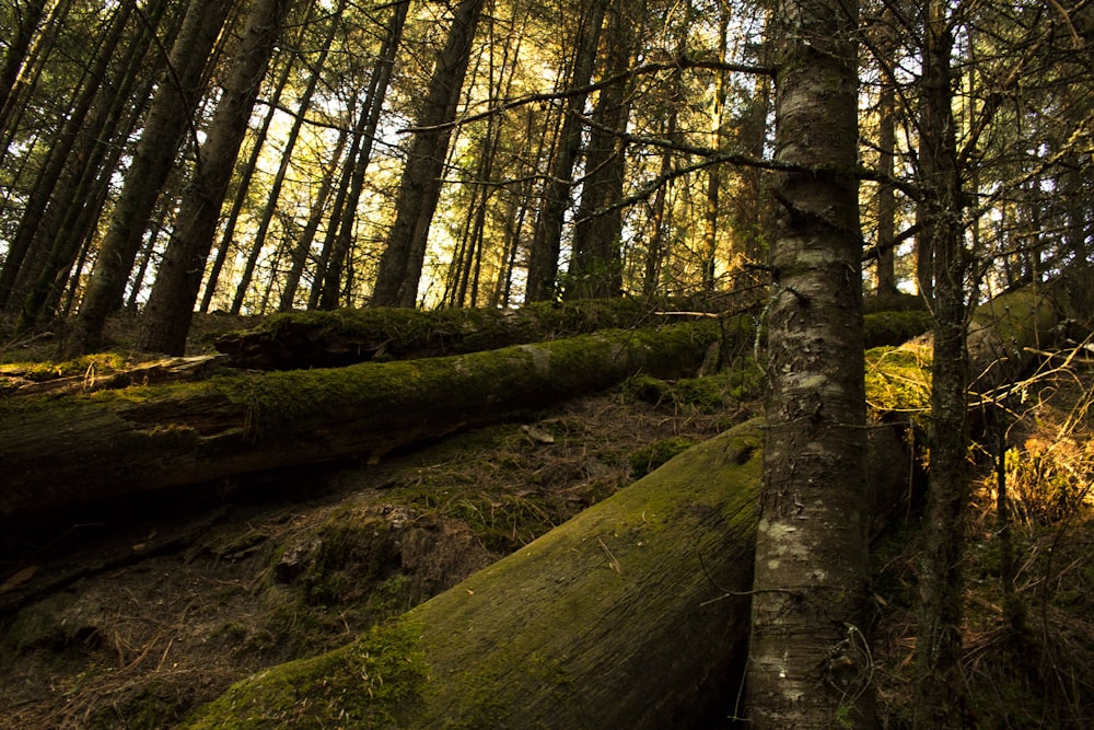 tronc d’arbre brun sur la forêt pendant la journée