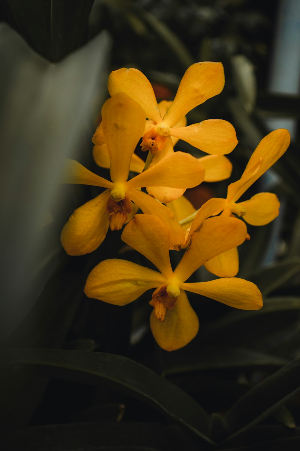 yellow flower in tilt shift lens