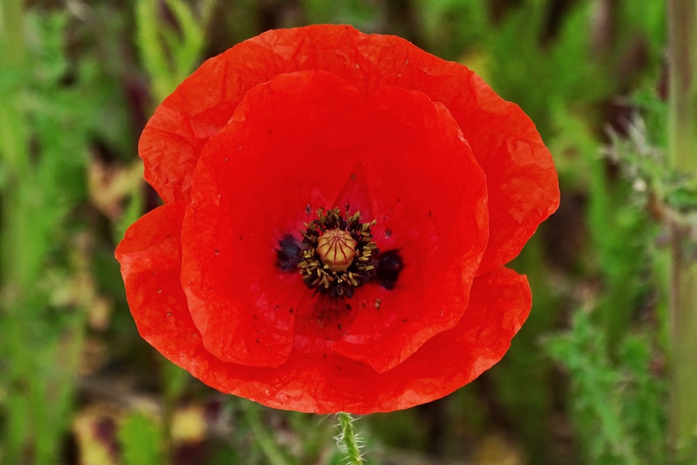 a close up of a red flower with water droplets on it