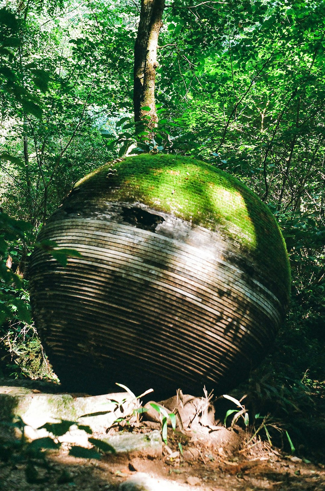 green and brown round ball on brown soil