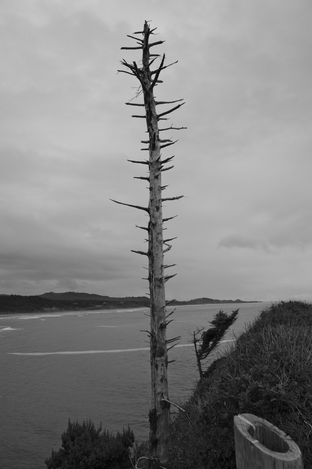 leafless tree near body of water