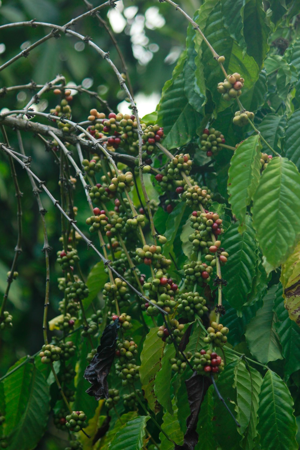 green and red fruit on tree during daytime