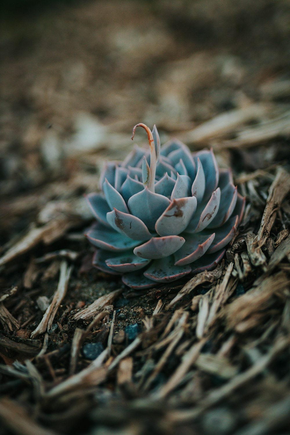 a small blue plant sitting on top of dry grass