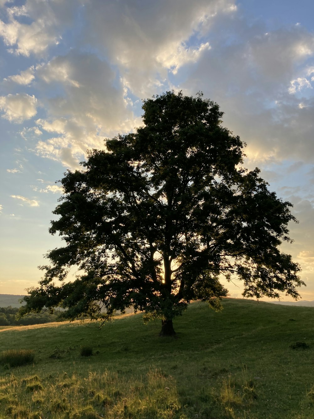 green tree on green grass field under white clouds and blue sky during daytime