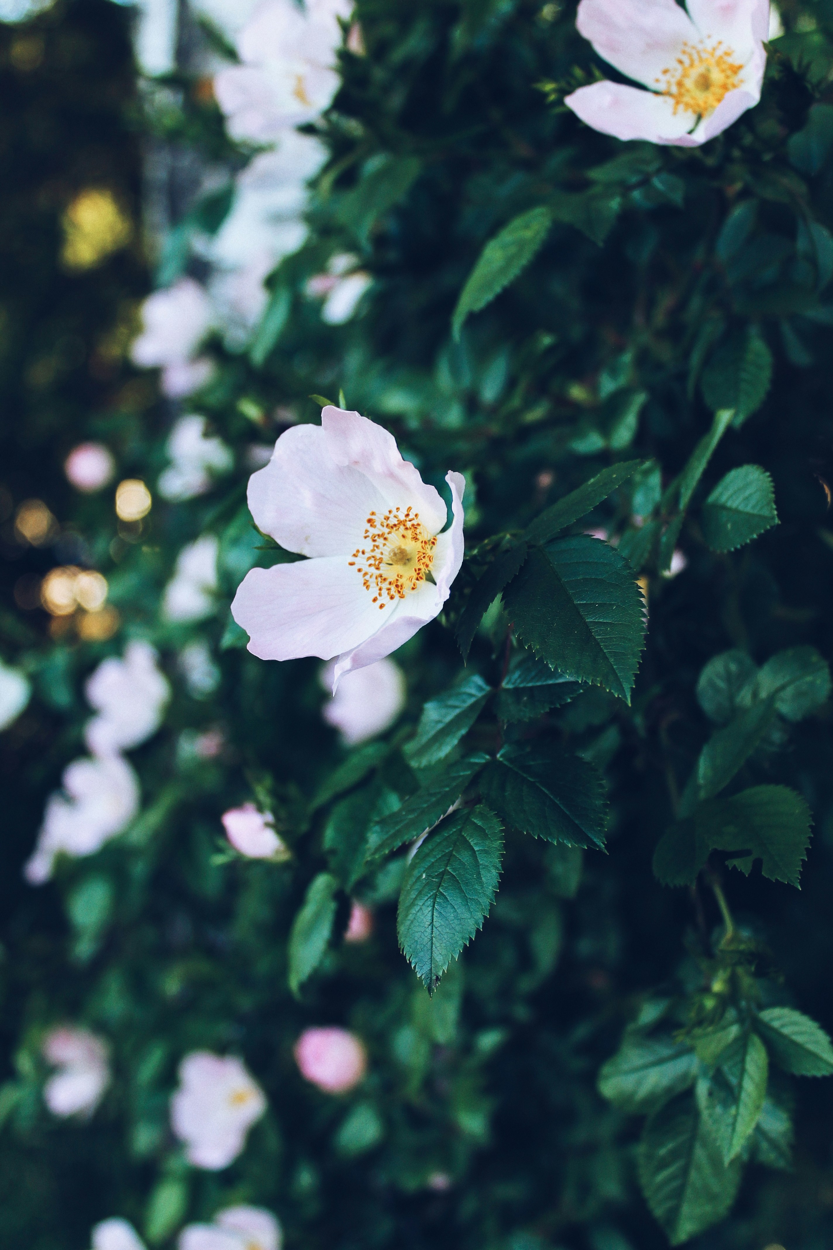 Photo by anna_meshkov