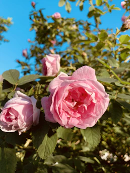 A close-up of vibrant pink roses blooming in the historic roseraie of L'Haÿ-les-Roses under soft morning light.