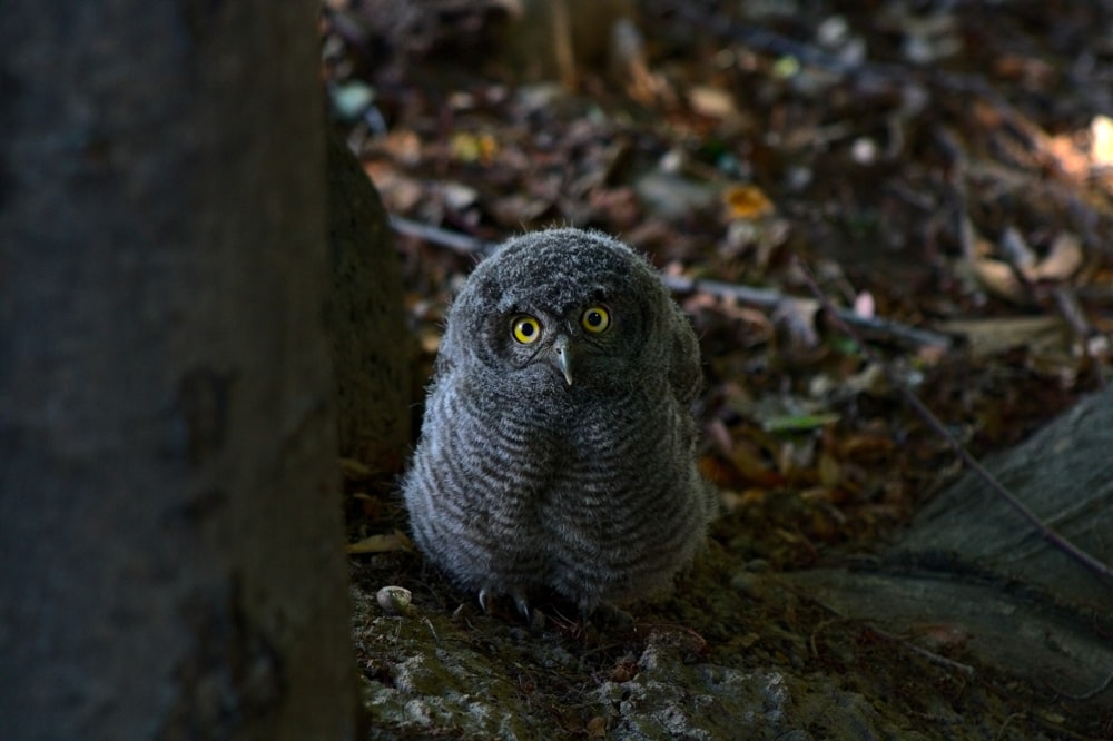 owl on tree branch during daytime