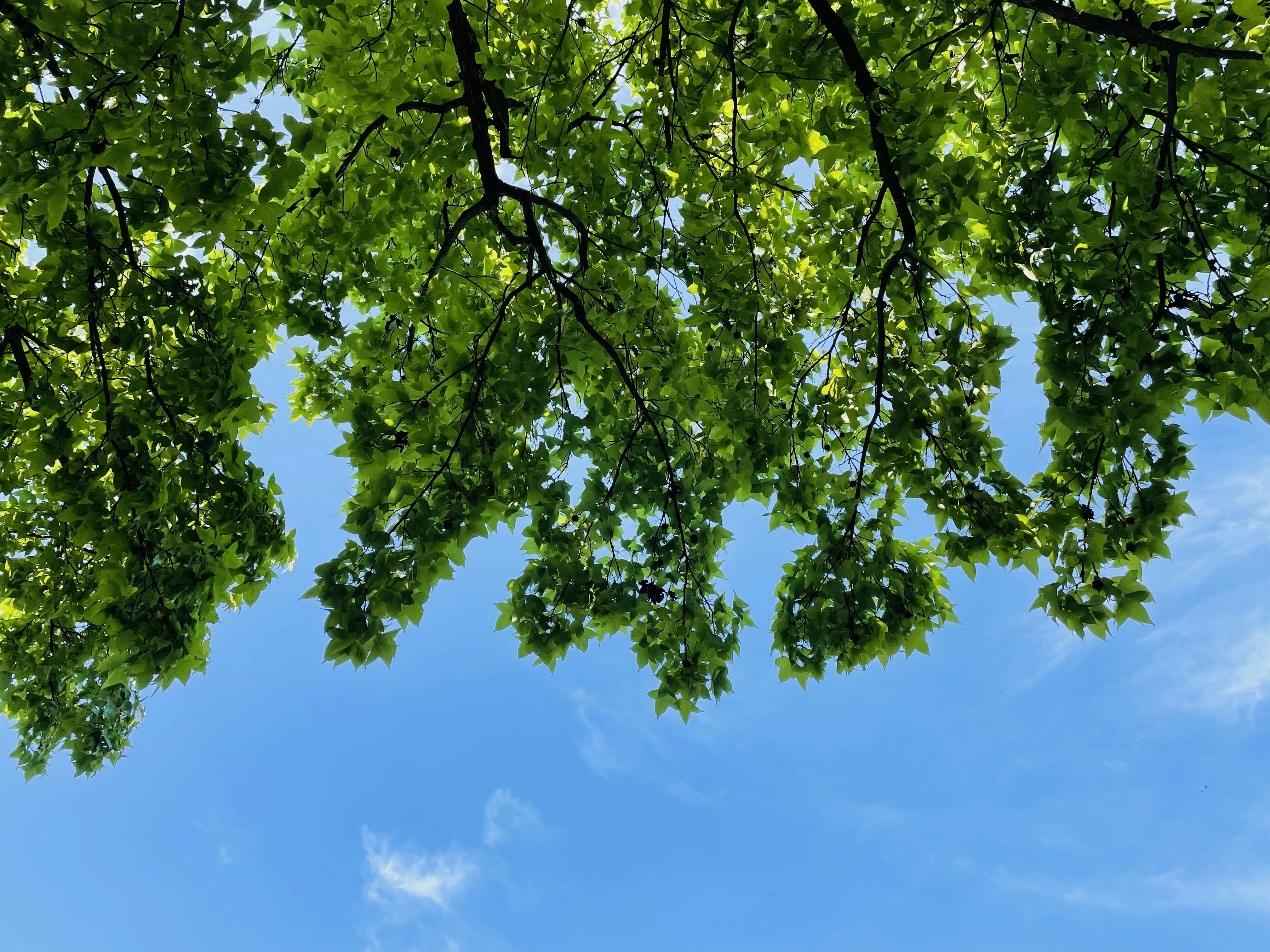 Photo by leoearthancha