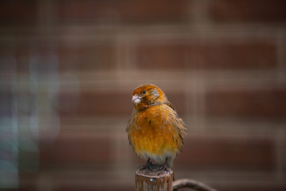 yellow and brown bird on brown wooden table