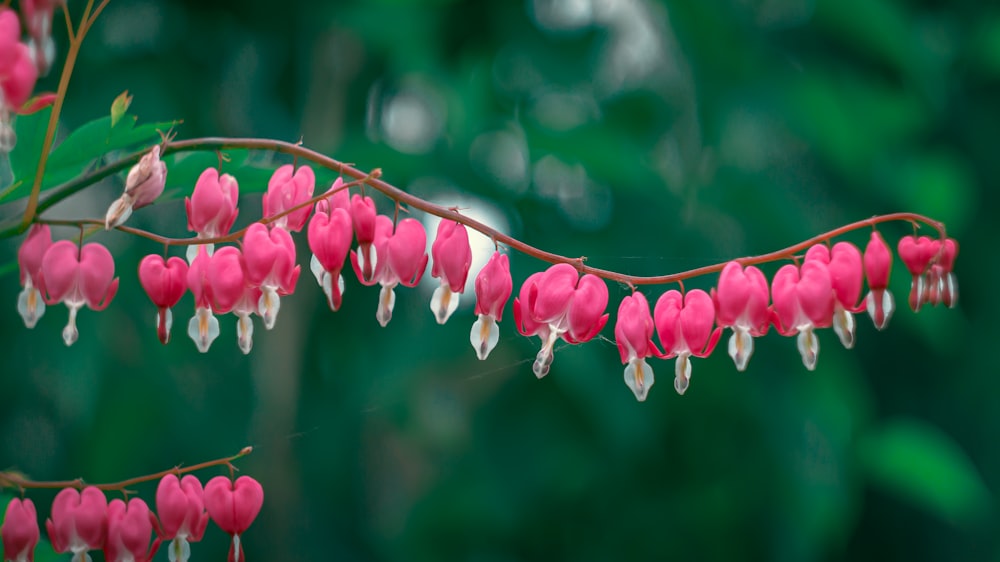 pink and white flower buds