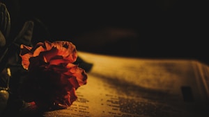 A single red rose rests on the pages of an open book. The warm, dim lighting casts shadows and enhances the deep red and orange hues of the rose petals. The text on the pages is blurred and partially obscured by the flower.