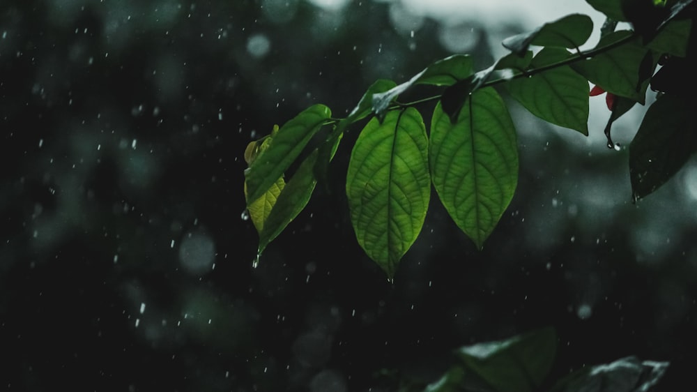 green leaves in tilt shift lens