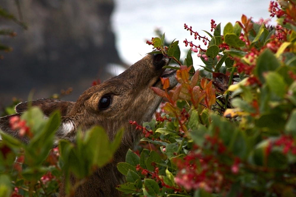brown deer eating green leaves during daytime