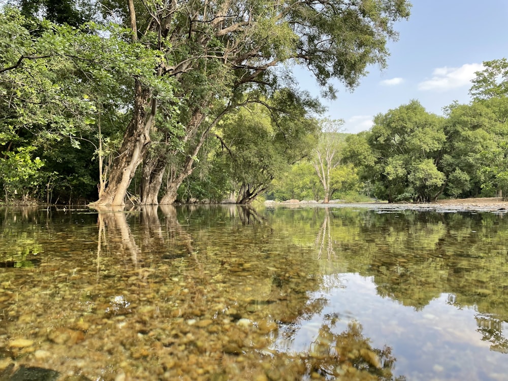 green trees beside river during daytime