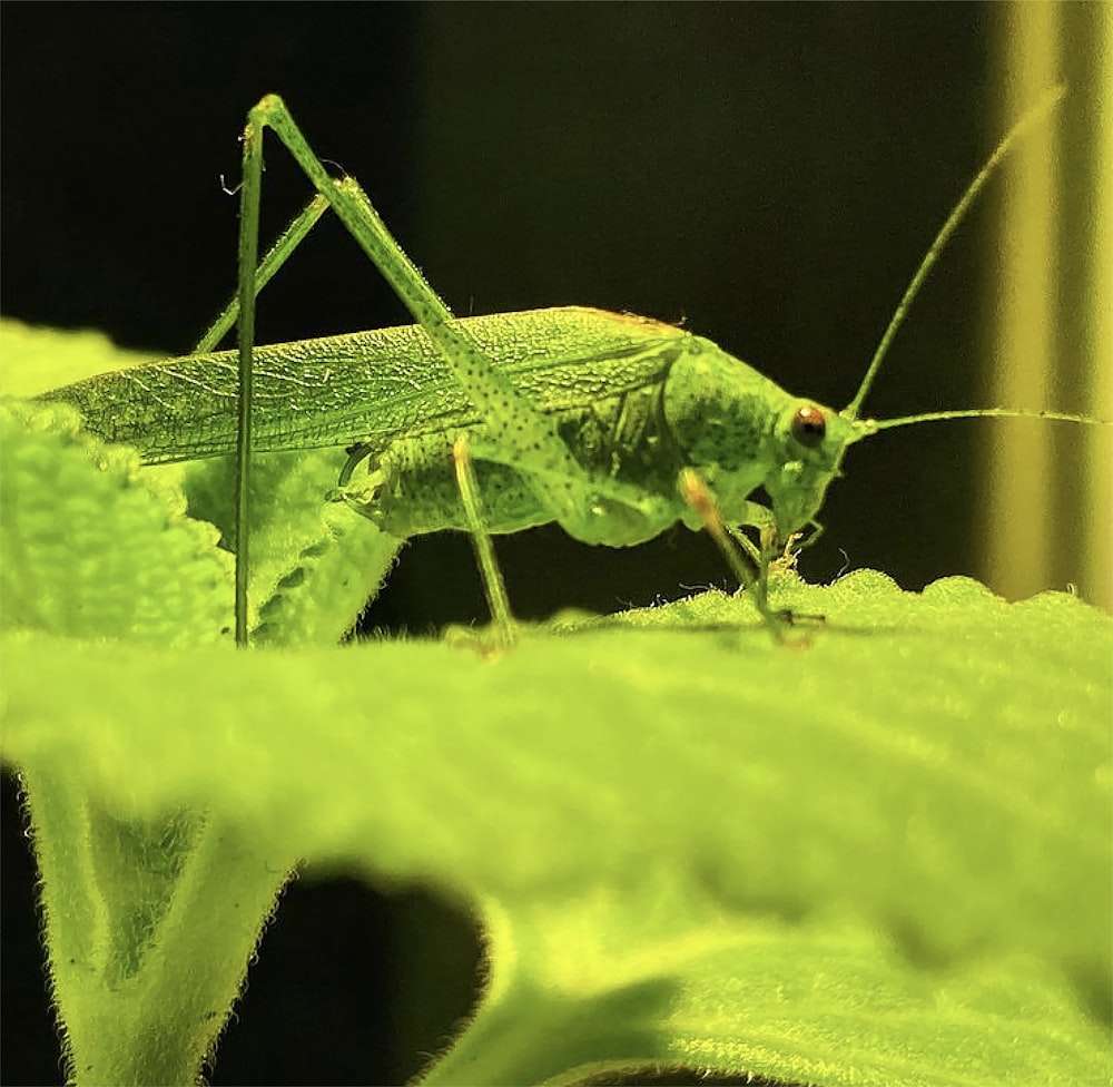 green grasshopper on green leaf