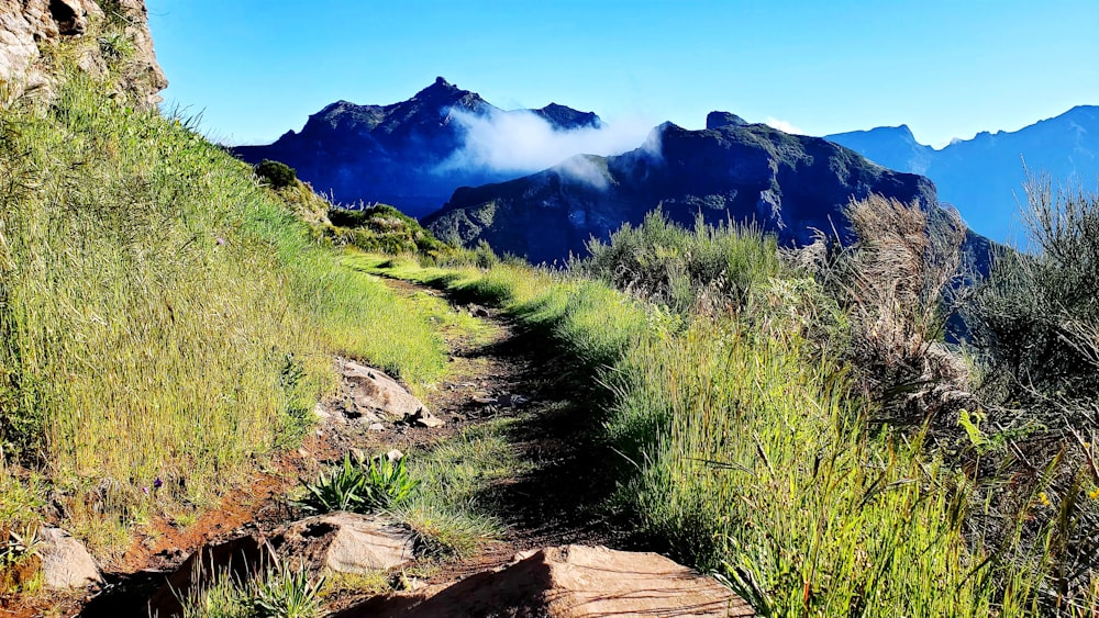 green grass on brown rock near mountain under blue sky during daytime