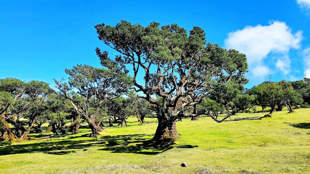 green tree on green grass field during daytime