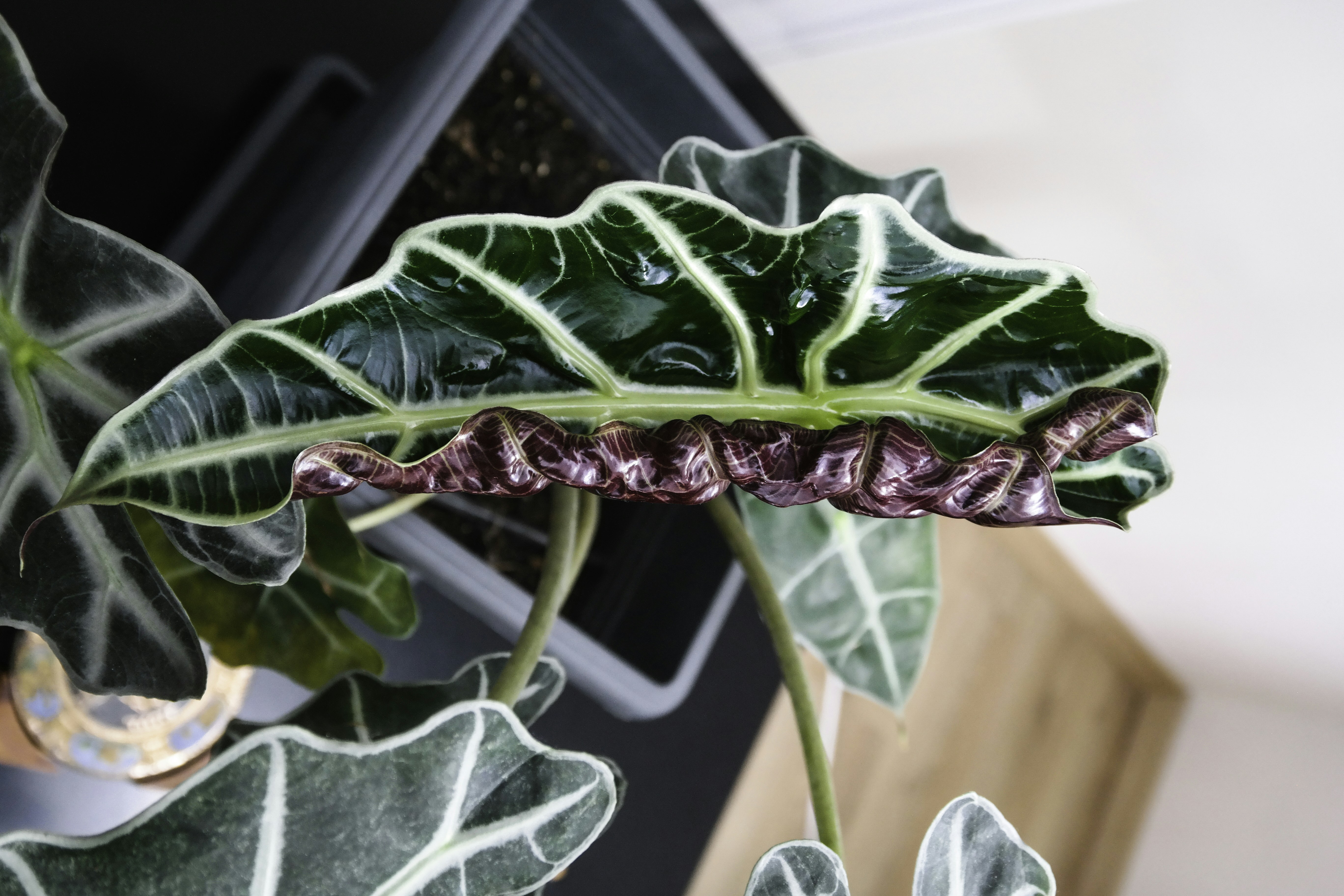 a large leafy plant with purple and green leaves