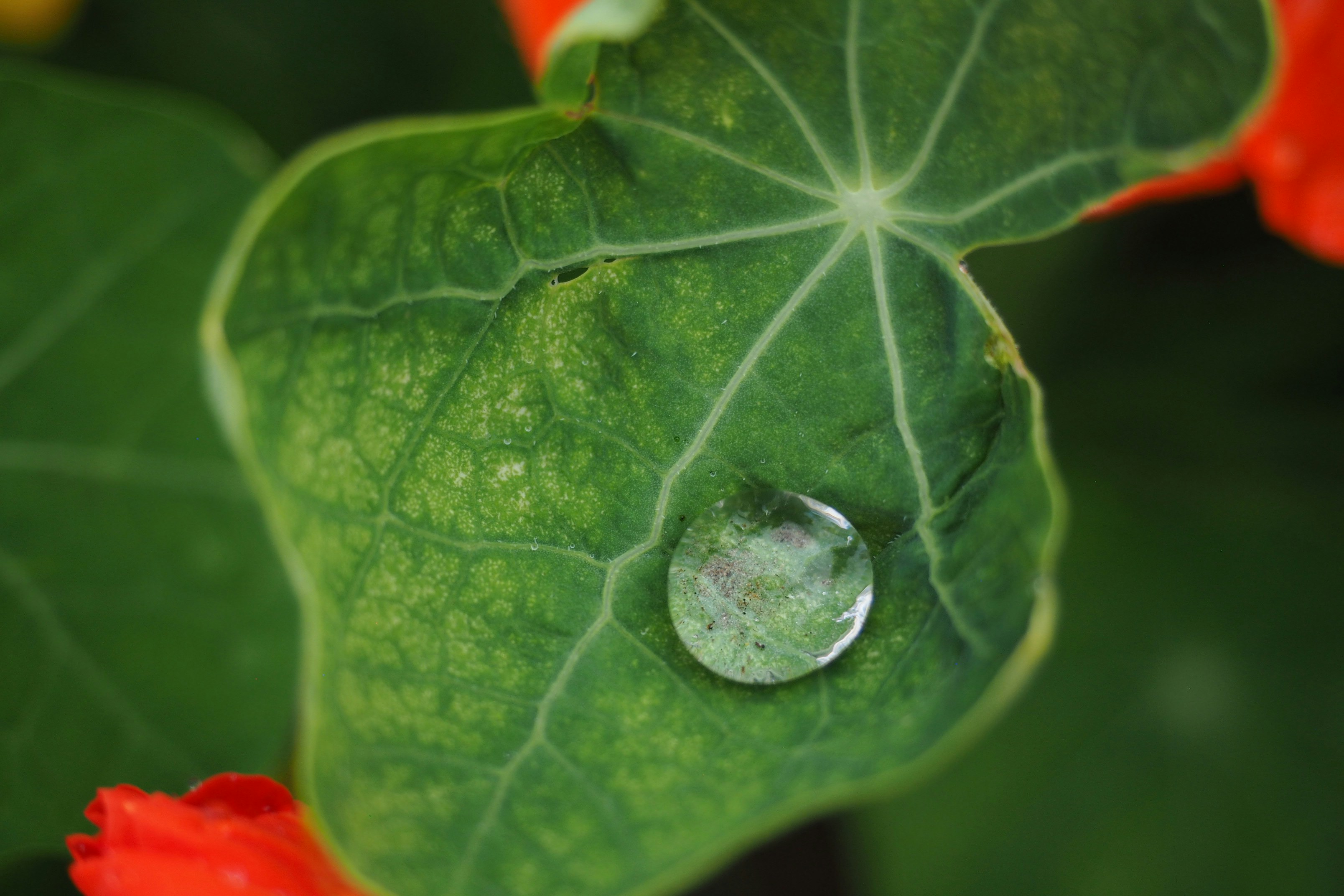 ภาพระยะใกล้ของน้ำค้างหยดเดียวบนใบไม้สีเขียวสดใส เน้นรายละเอียดเล็กๆ น้อยๆ ของธรรมชาติ