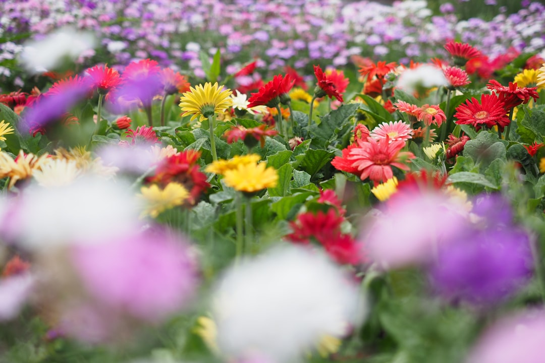 red and yellow flowers in bloom during daytime