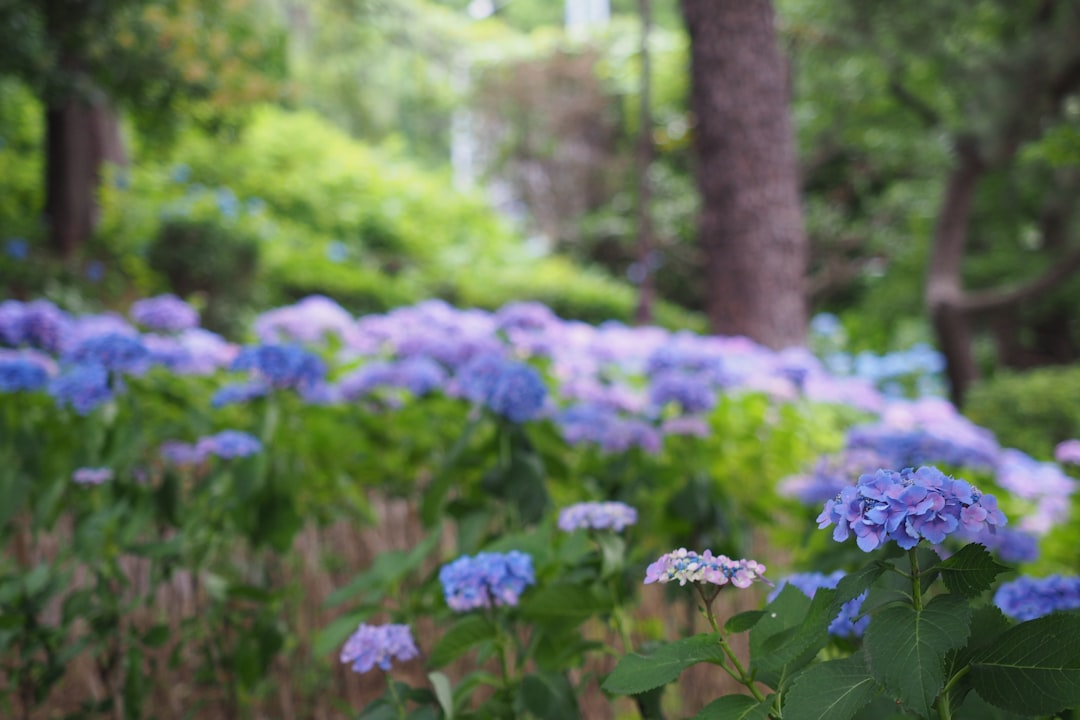 purple flowers in tilt shift lens