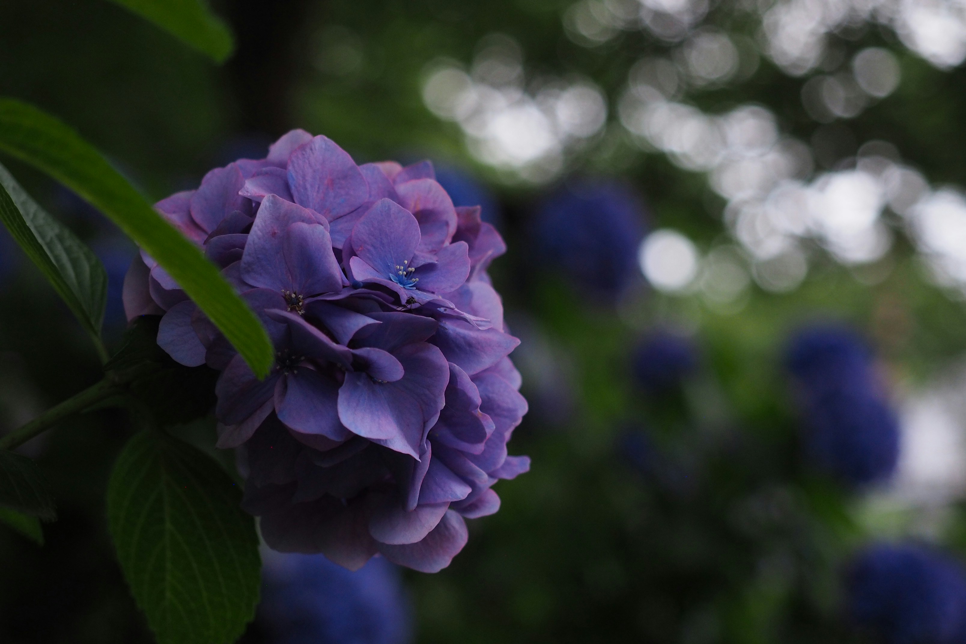 Photo by shinonk