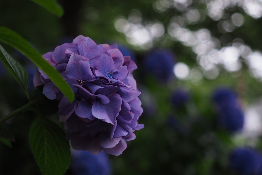 purple flower in tilt shift lens