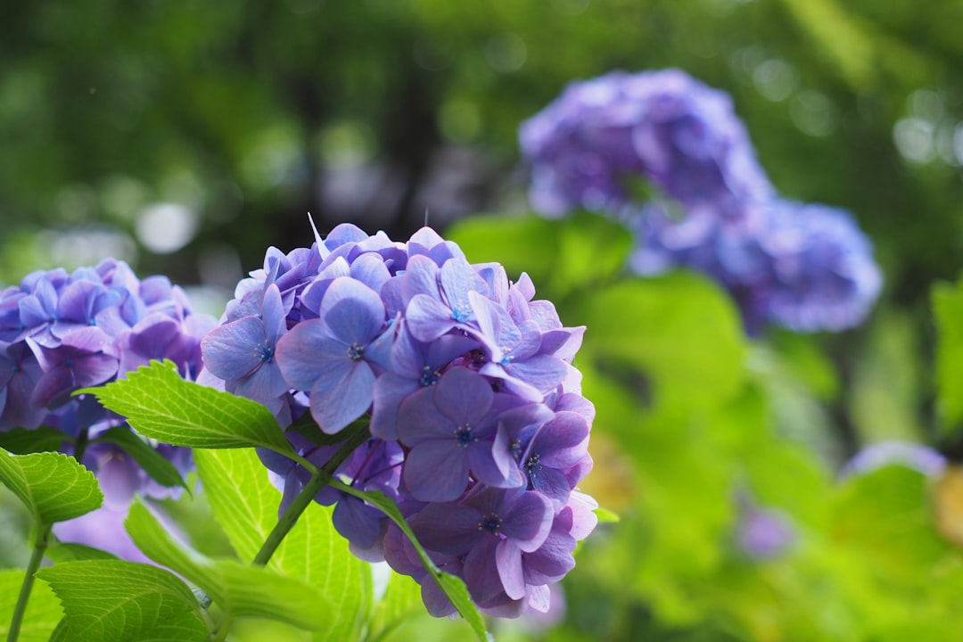 purple flower in tilt shift lens