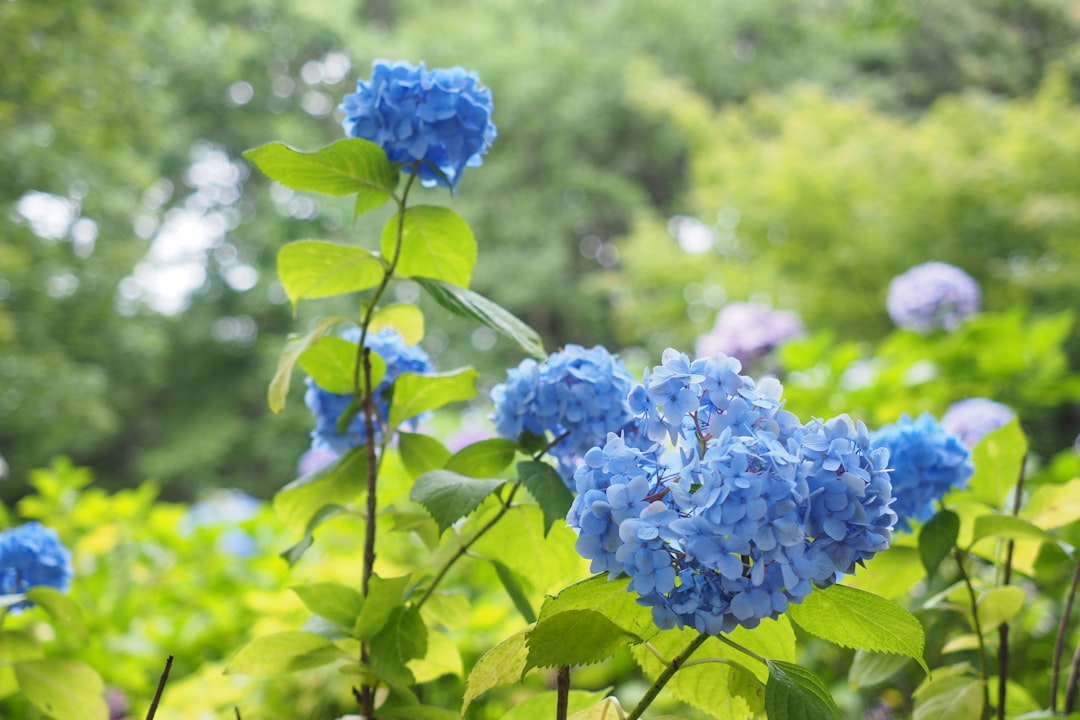 blue flower in tilt shift lens