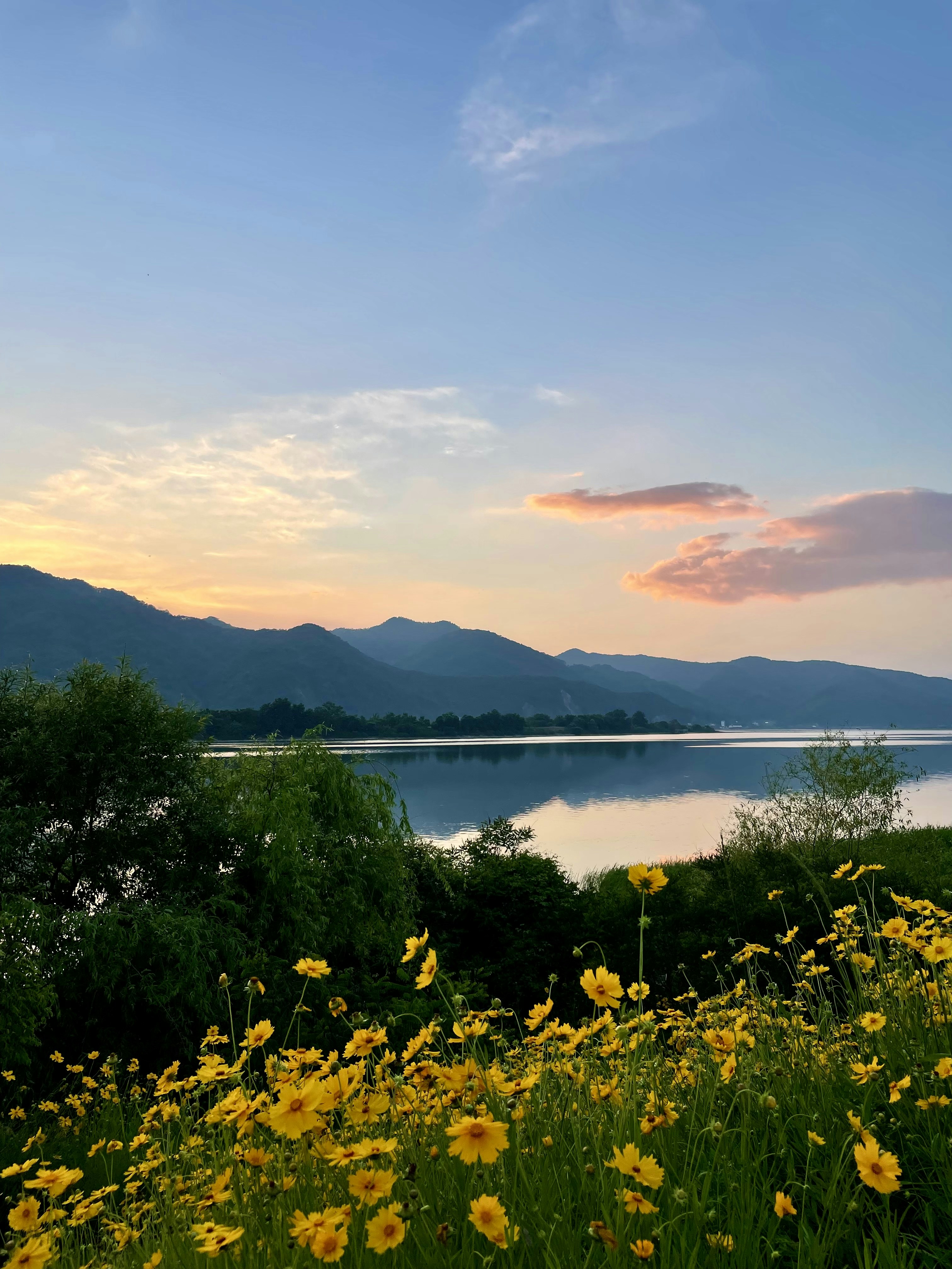 green trees near body of water during daytime