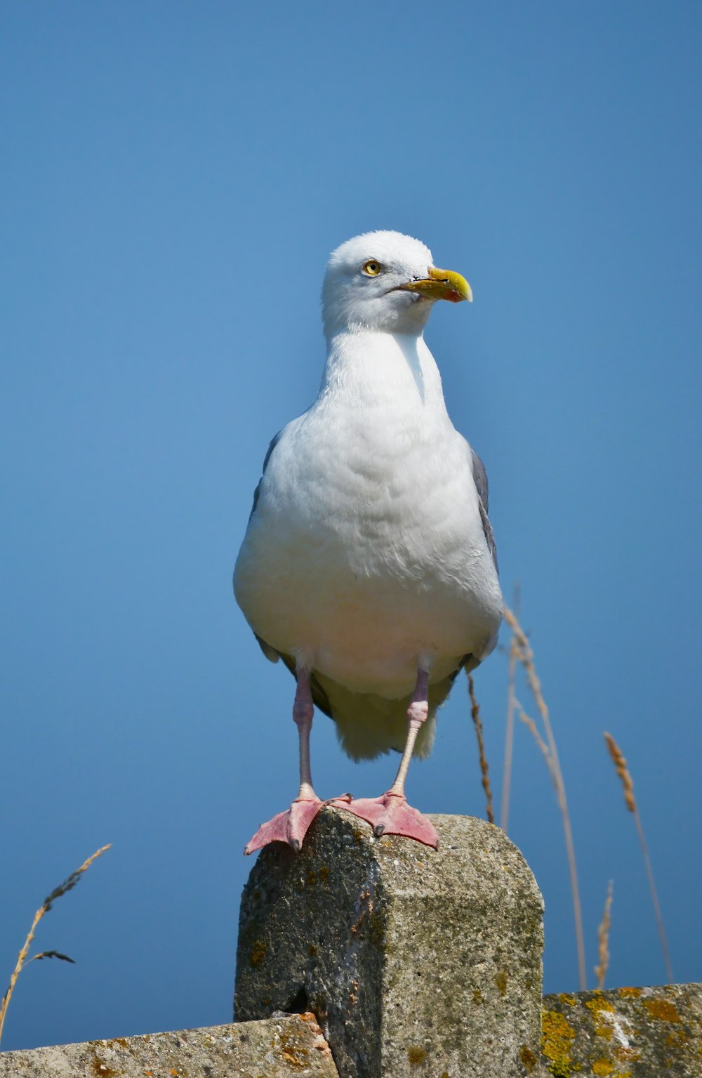 pássaro branco na grama marrom durante o dia