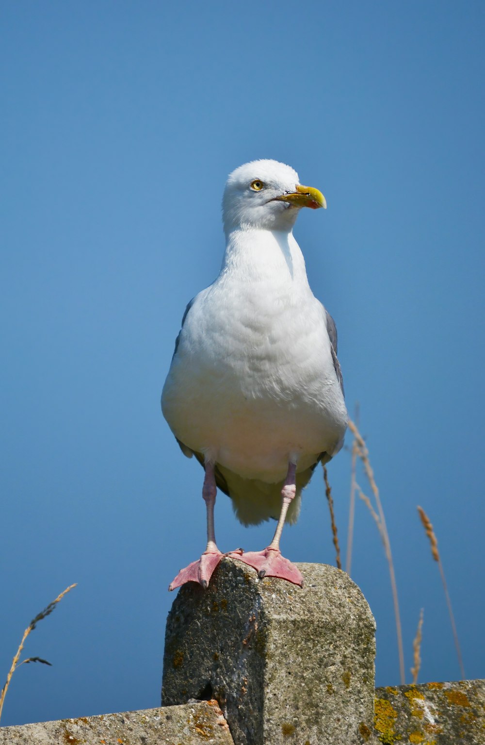 pájaro blanco sobre hierba marrón durante el día