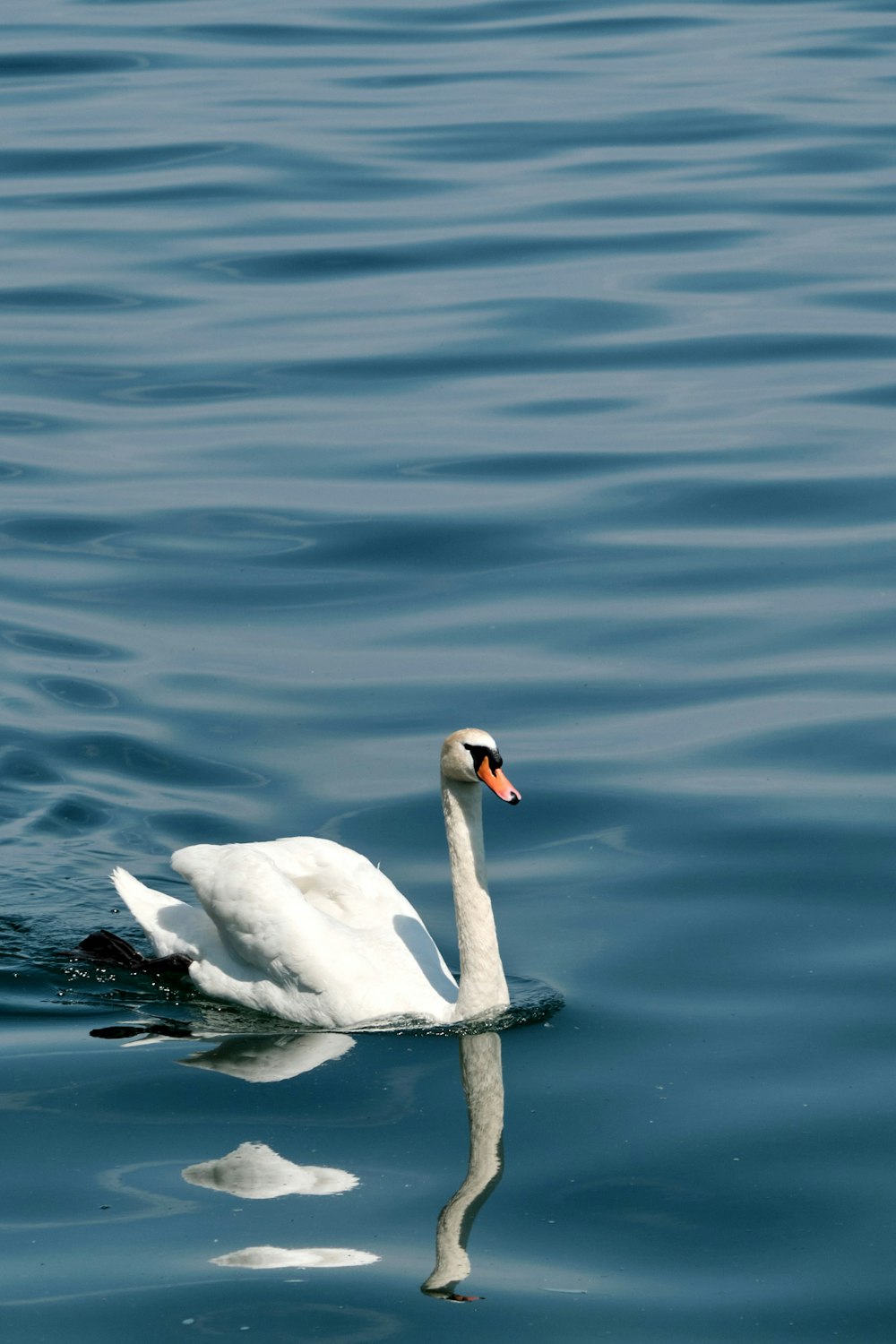 white swan on water during daytime