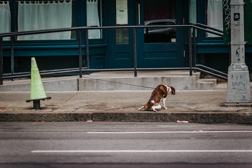 a dog sitting on the side of a road next to a traffic cone