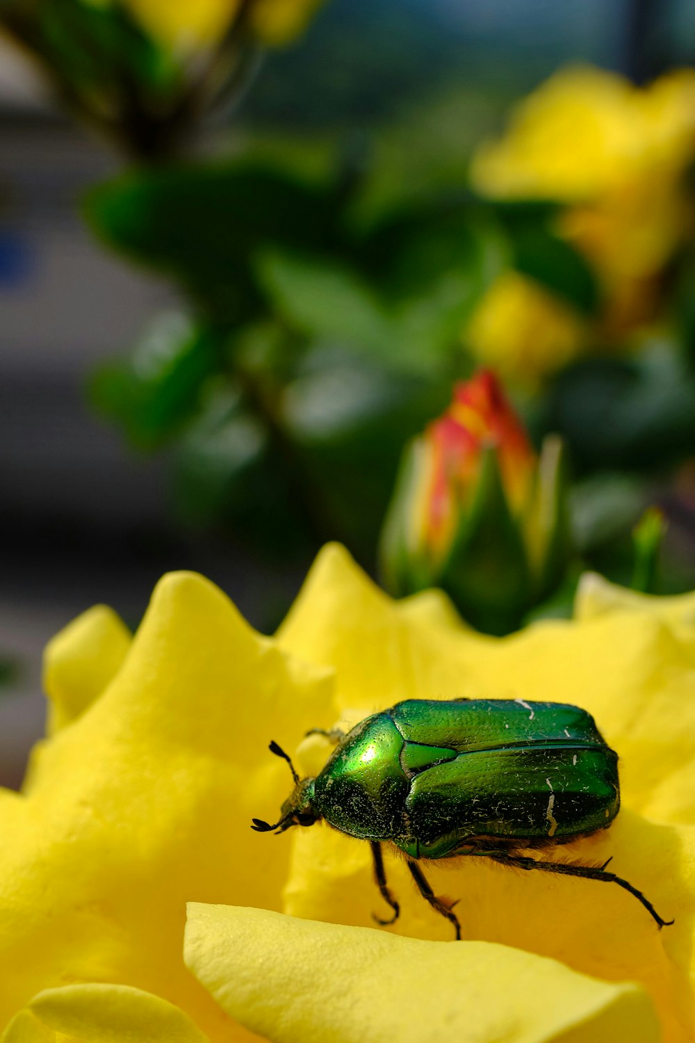 黄色い花に緑のカブトムシ