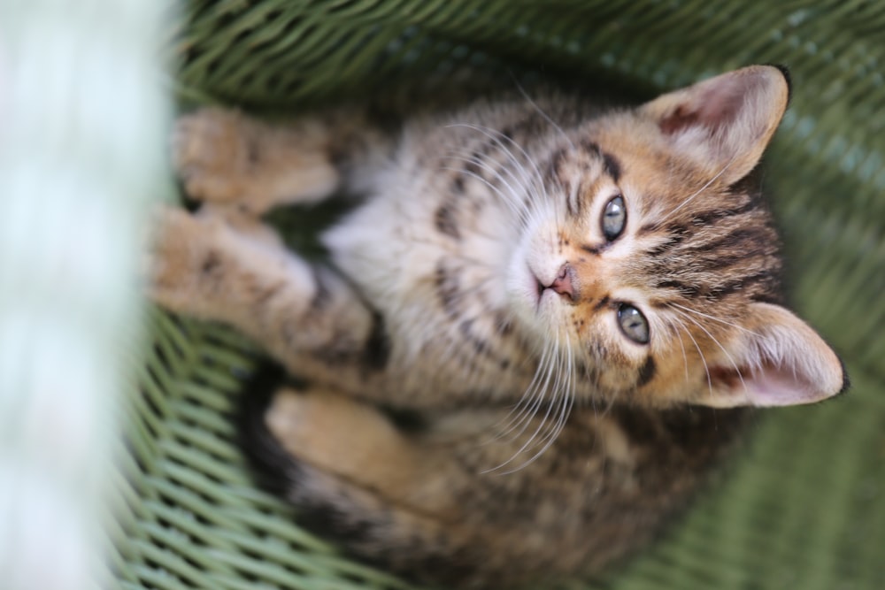 brown tabby cat lying on green textile