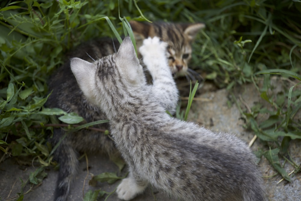 white and gray cat on brown soil