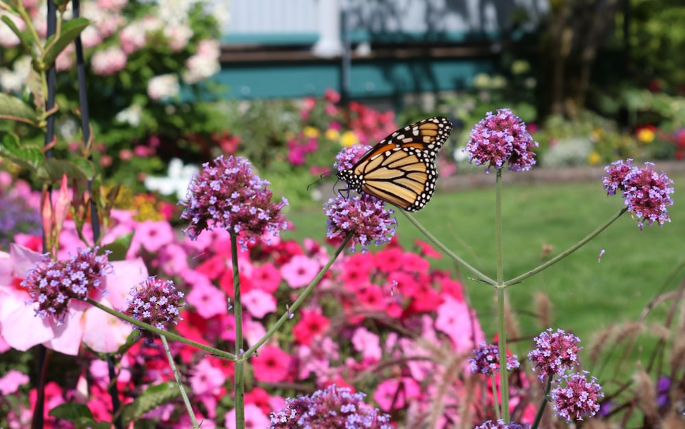 monarch butterfly perched on purple flower during daytime