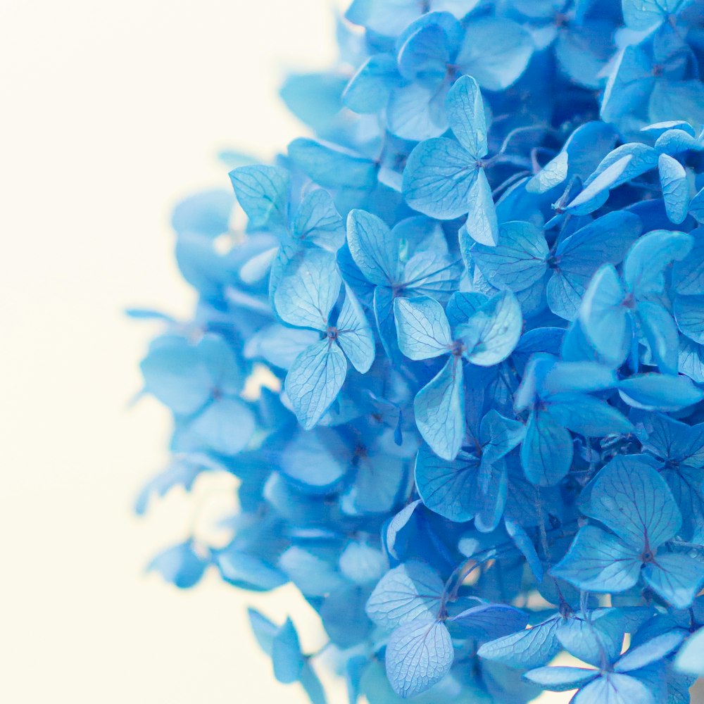 白い背景に青い花