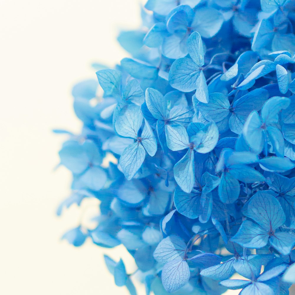 blue flowers in white background