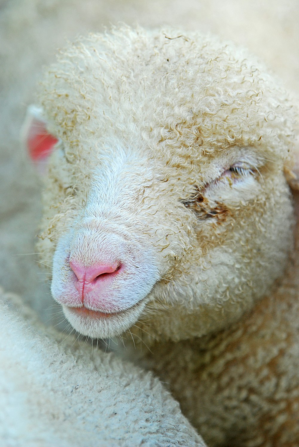 Weiße Schafe auf weißem Textil