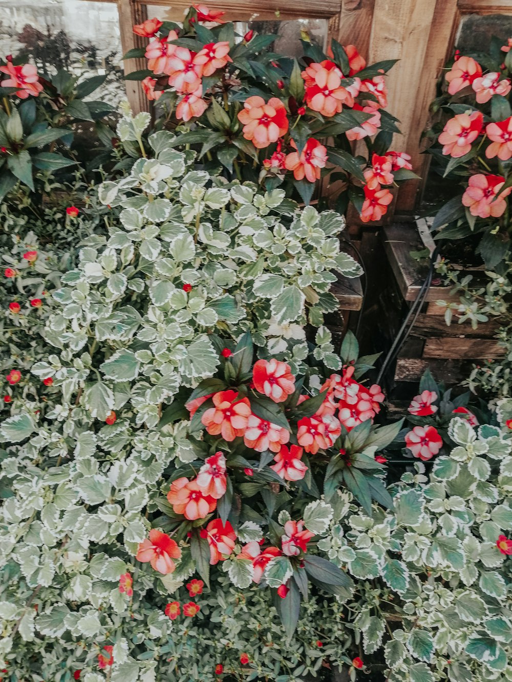 red flowers with green leaves