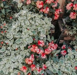 red flowers with green leaves