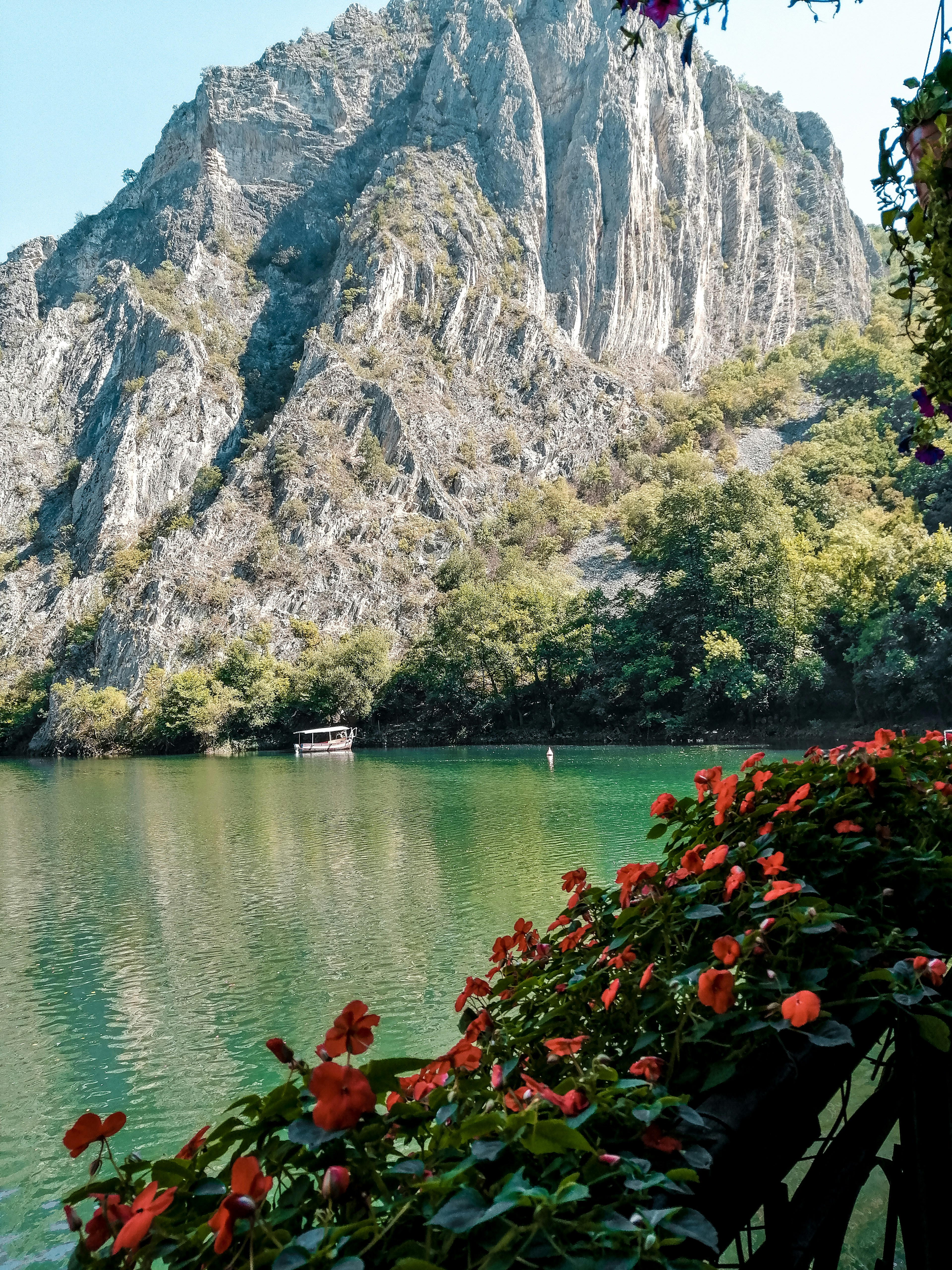 red flowers beside body of water during daytime