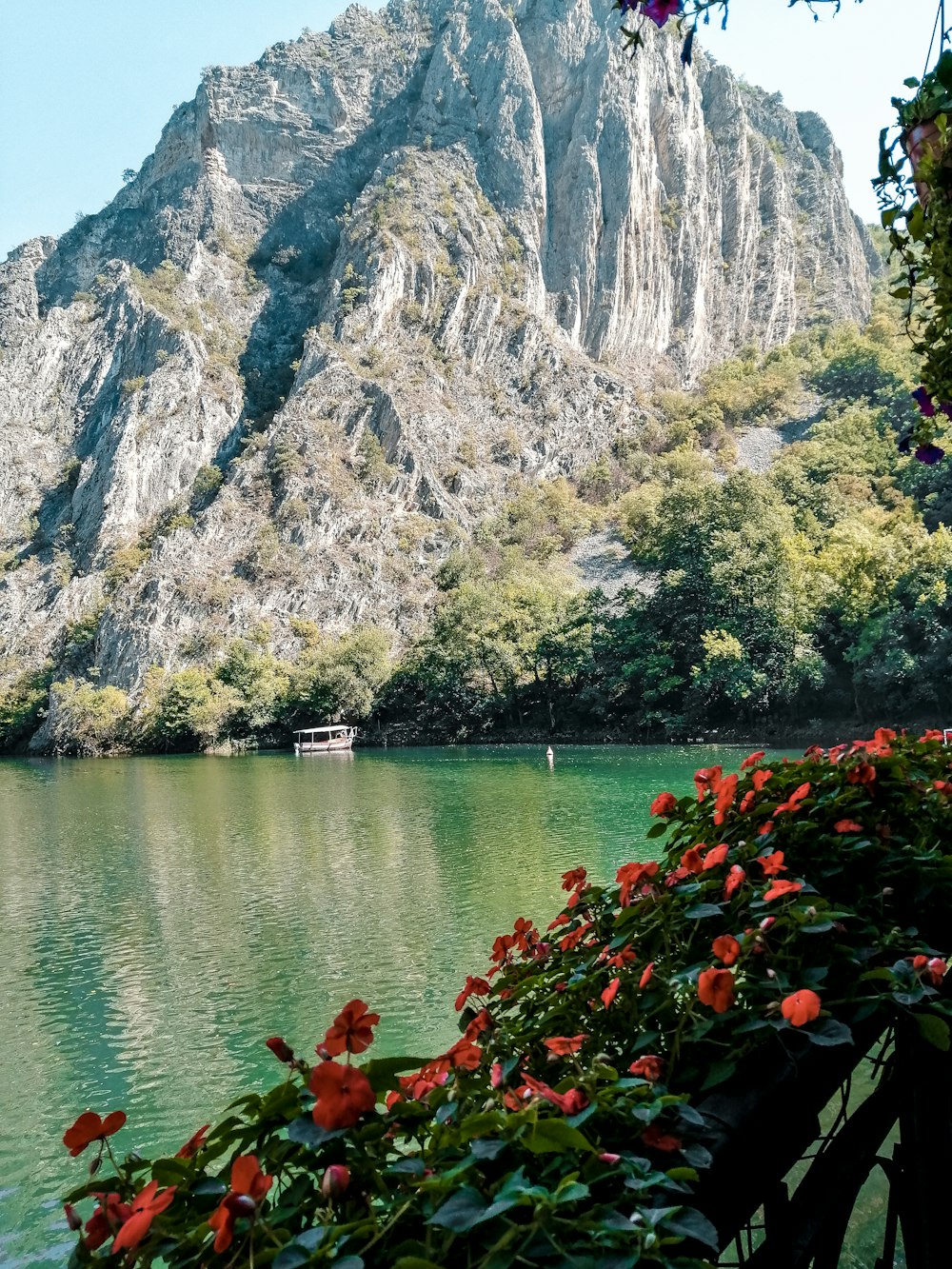 fleurs rouges à côté d’un plan d’eau pendant la journée